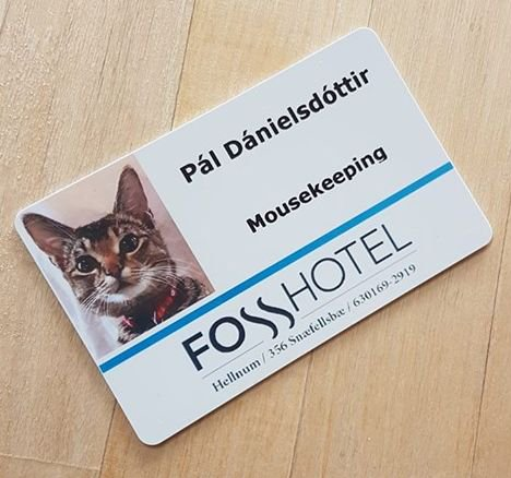 iceland hotel cat.png